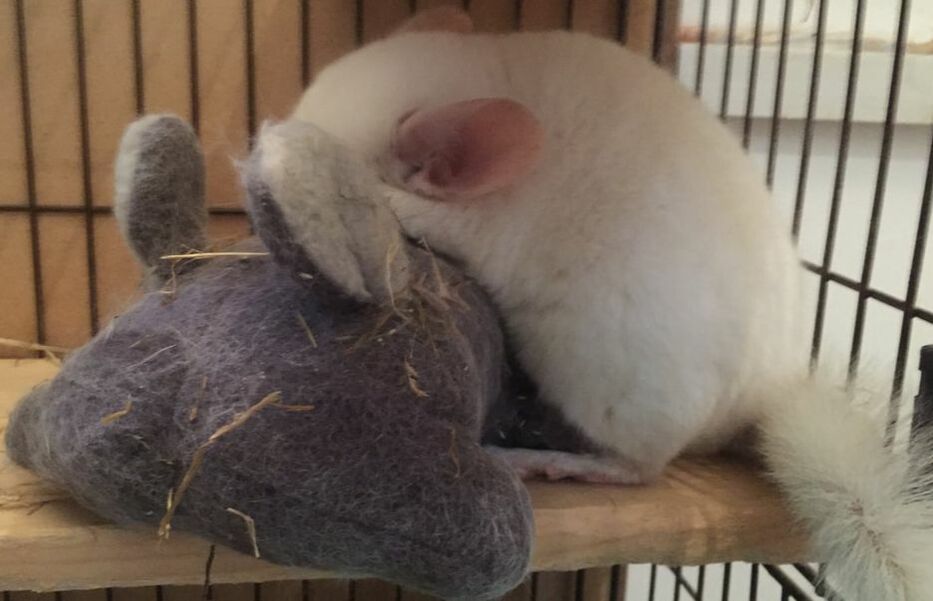 chinchilla with toy